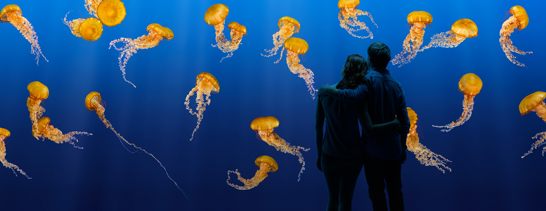 Jellyfish_